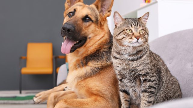 Allt för ditt husdjur – hund eller katt