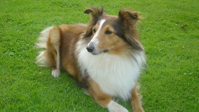 Träna på egen hand utan hund